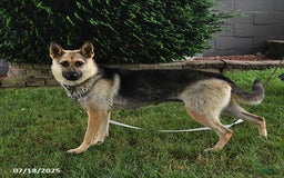 German Shepherd dogs for sale: Kipper - Image 6