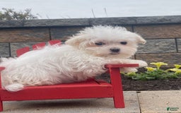 Maltese dogs for sale: Mya - Image 5