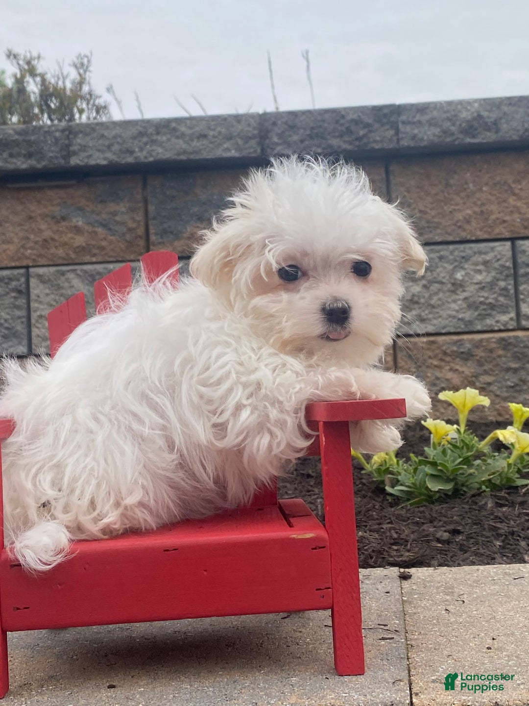 Maltese dogs for sale: Mya - Image 5