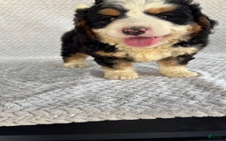Mini Bernedoodle dogs for sale: Marshall - Image 1