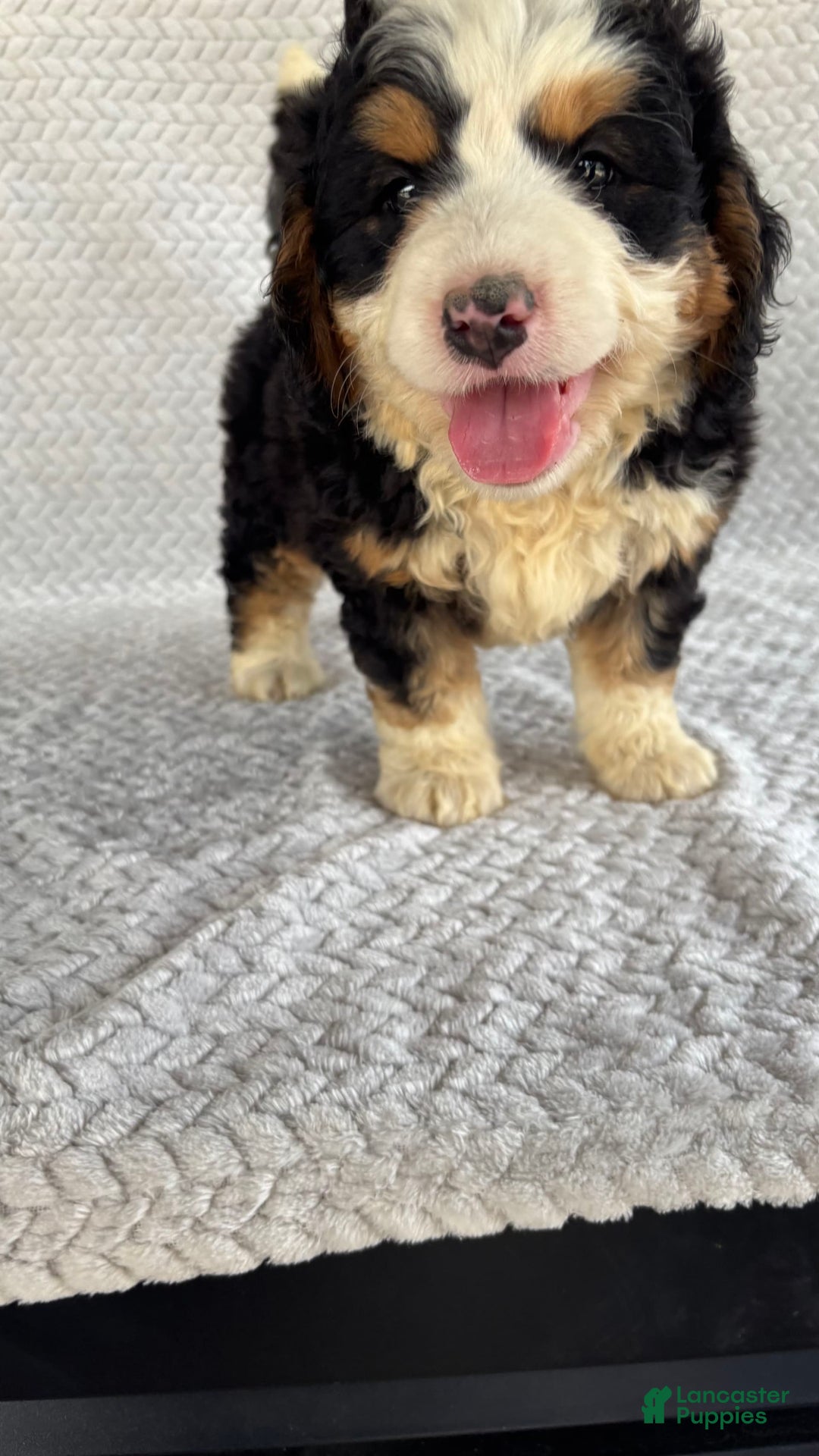 Mini Bernedoodle dogs for sale: Marshall - Image 1