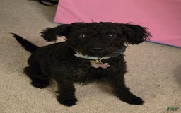 Labradoodle dogs for sale: Brownie - Image 3
