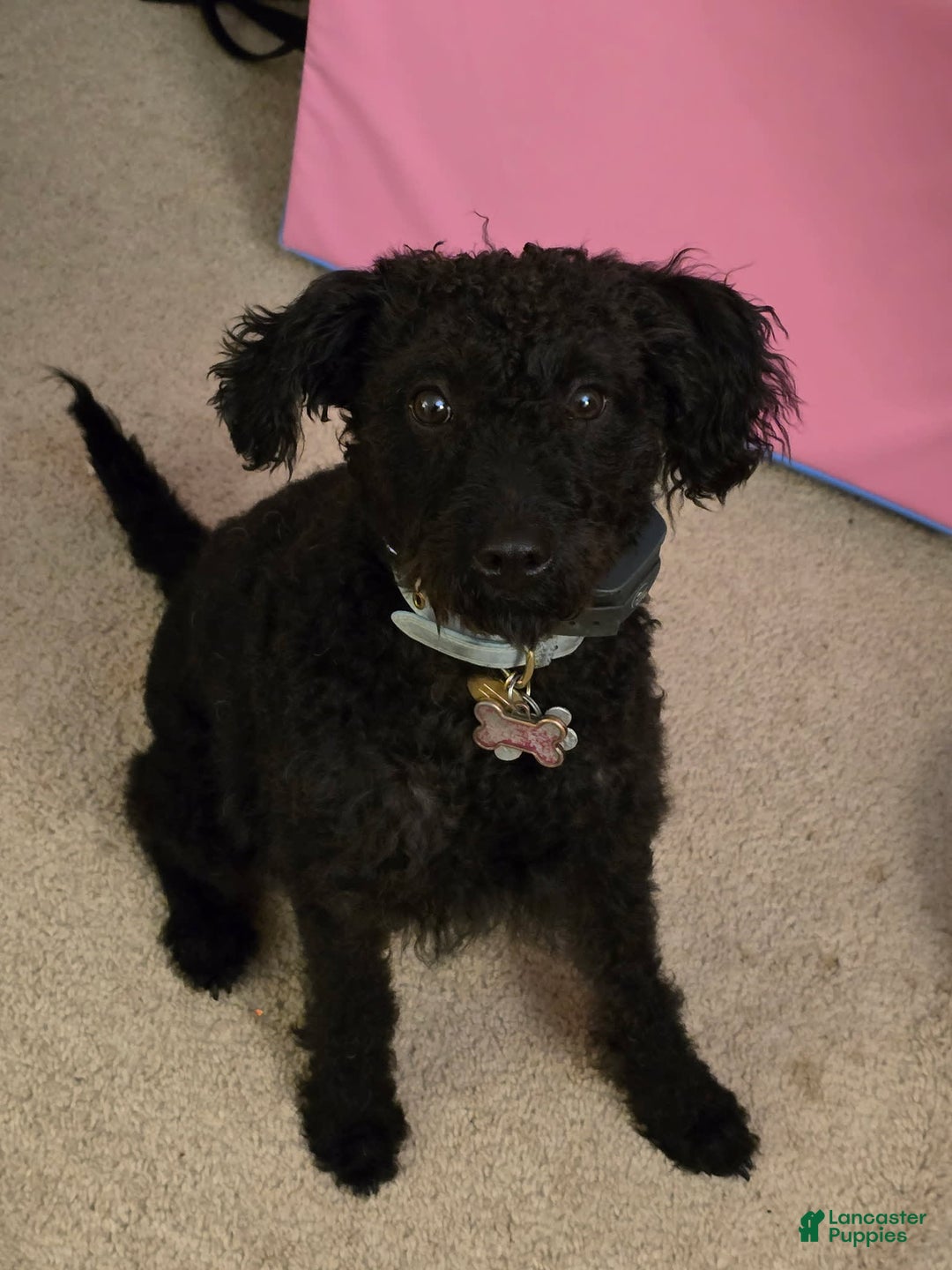 Labradoodle dogs for sale: Brownie - Image 3