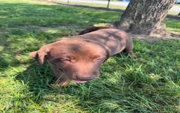 Labrador Retriever dogs for sale: Jimmy - Image 4
