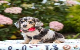 Miniature Dachshund dogs for sale: Riley - Image 1