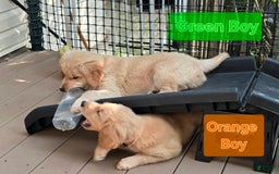 Golden Retriever dogs for sale: Mr. Green 💚 - Image 6