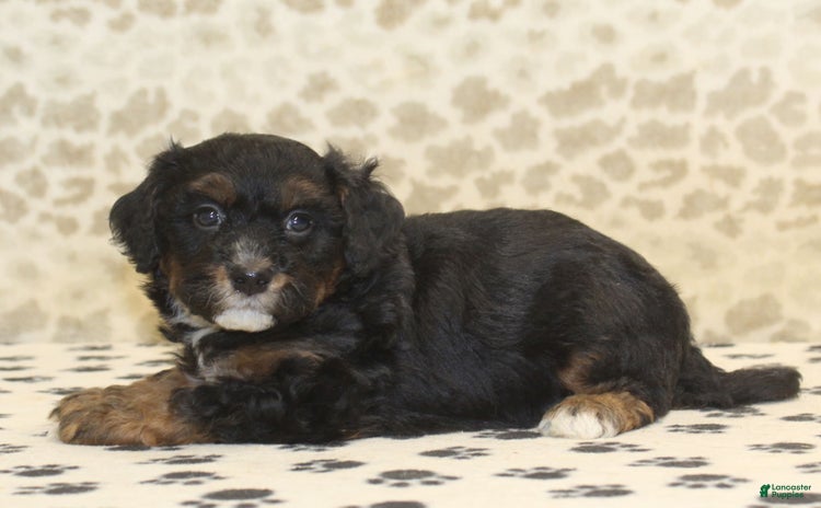 Mini Bernedoodle dogs for sale - Ad 4