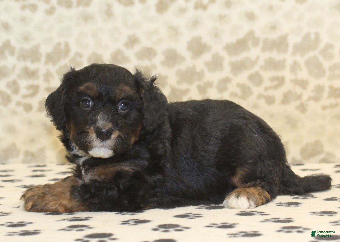 Mini Bernedoodle dogs for sale: Dustin - Image 4