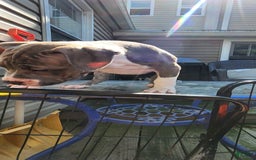 American Bully dogs for sale: Athena - Image 2