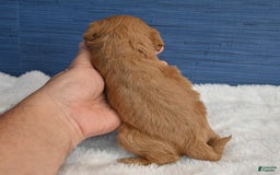 Cavapoo dogs for sale: King - Image 7
