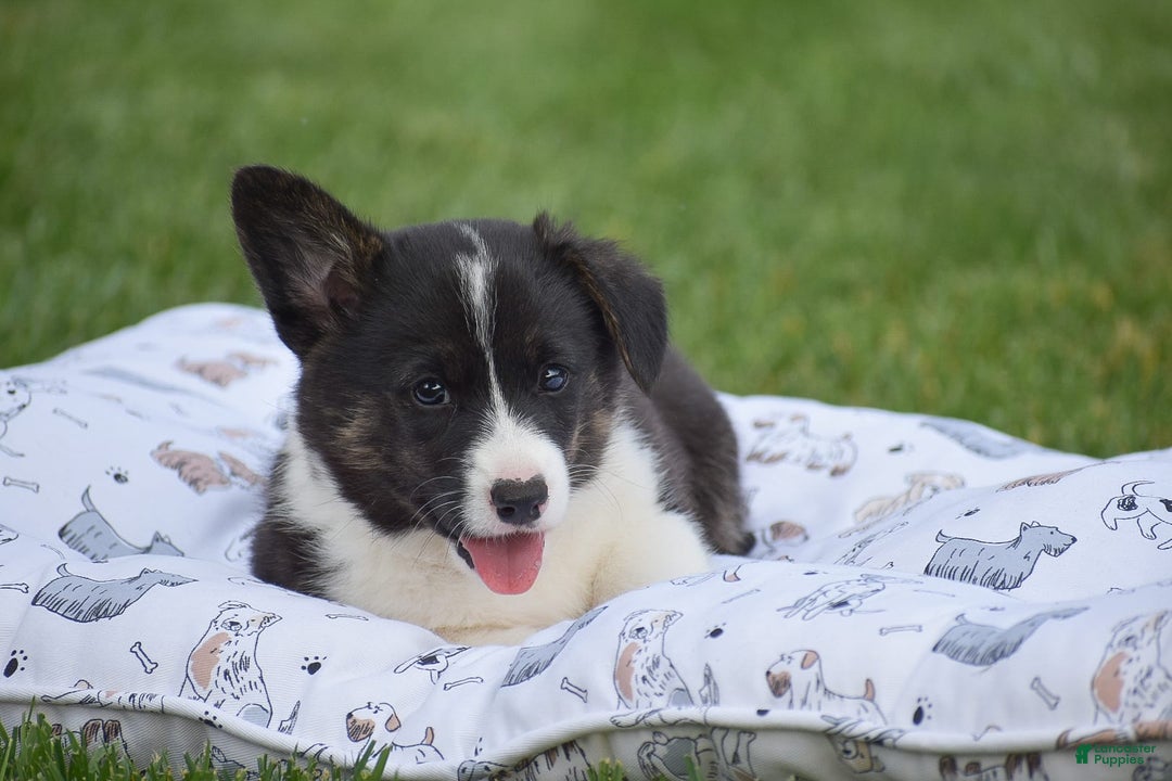 Welsh Corgi Pembroke dogs for sale: Rhett - Image 4
