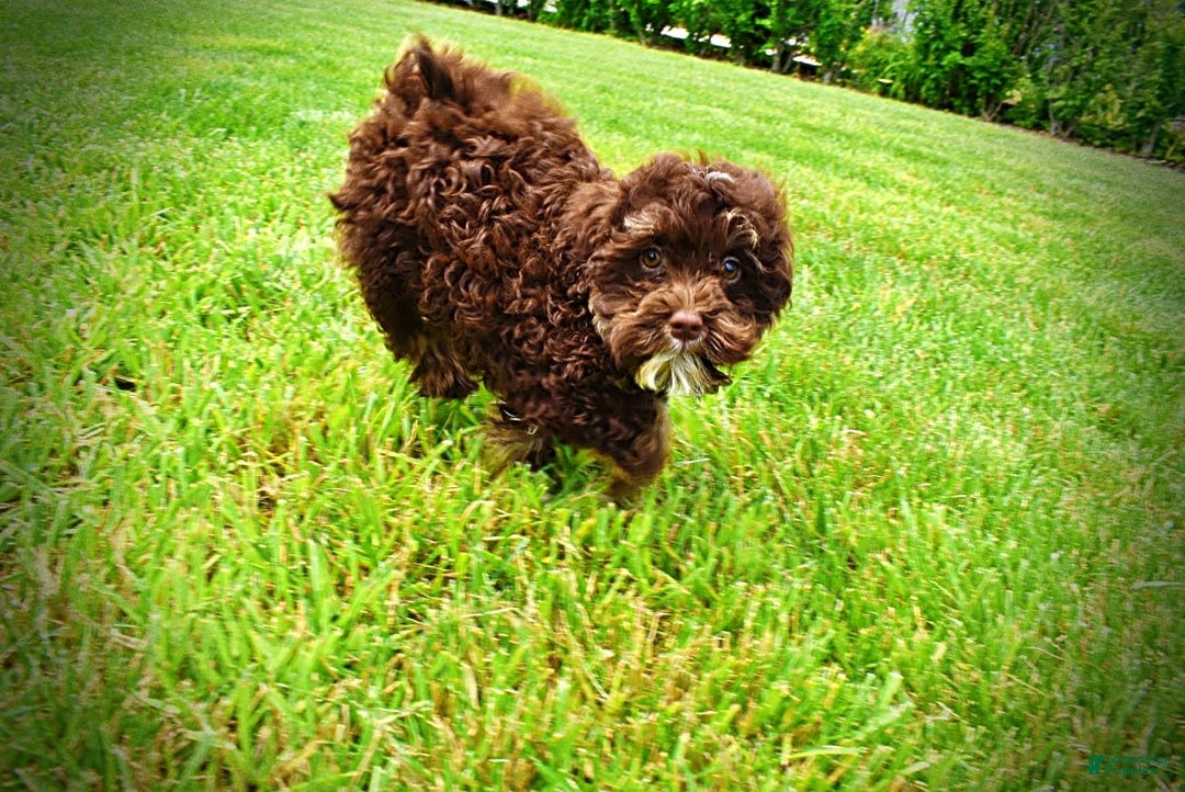 Havapoo dogs for sale: Tucker - Image 5
