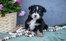 Miniature Australian Shepherd dogs for sale: Petunia - Image 1