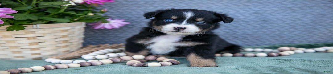 Petunia