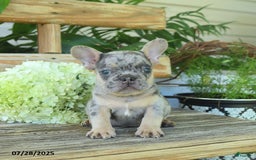 French Bulldog dogs for sale: Tigger - Image 4