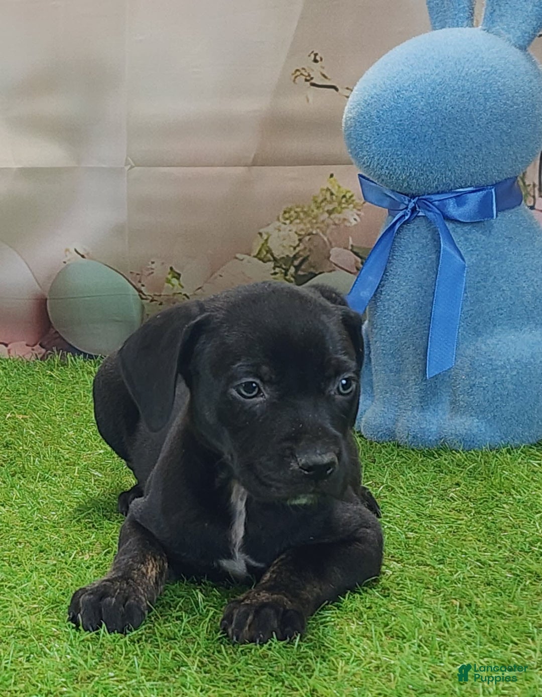 Catahoula Leopard Dog dogs for sale: Juliet 2025 M7 Catahoula puppy - Image 11