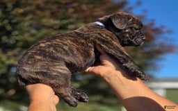 Cane Corso dogs for sale: White - Image 2