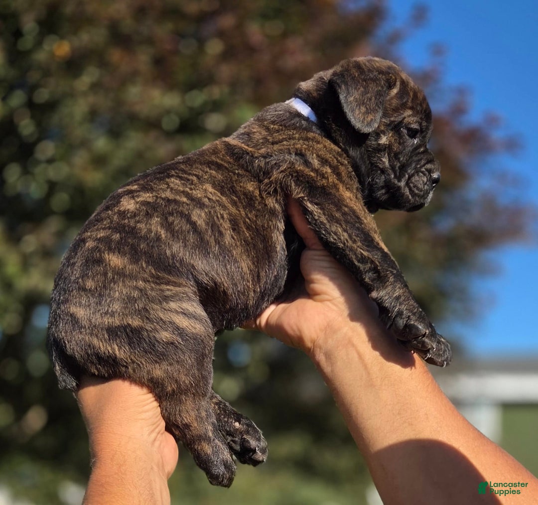 Cane Corso dogs for sale: White - Image 2
