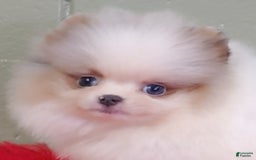 Pomeranian dogs for sale: Joker - Image 3