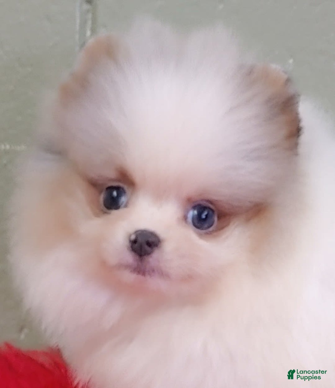 Pomeranian dogs for sale: Joker - Image 3