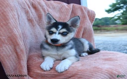 Alaskan Klee Kai dogs for sale: Callie - Image 4