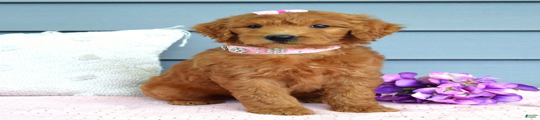 Cora