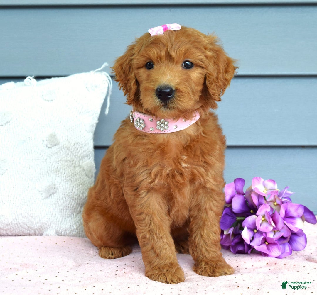 Goldendoodle dogs for sale: Cora - Image 5