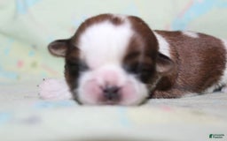 Shih Tzu dogs for sale: Anya Boy 1 - Image 6