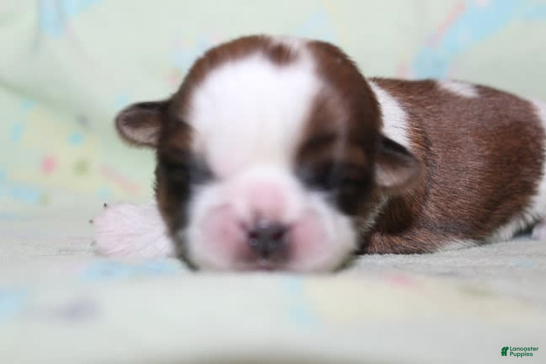 Shih Tzu dogs for sale: Anya Boy 1 - Image 6