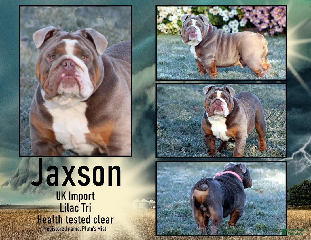 English Bulldog dogs for sale: Sadie - Image 19