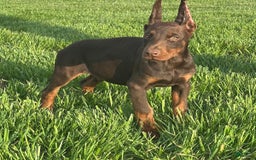 Doberman Pinscher dogs for sale: George - Image 1