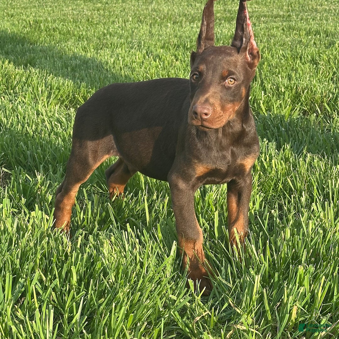 Doberman Pinscher dogs for sale: George - Image 1