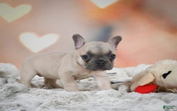 French Bulldog dogs for sale: Daisy - Image 1