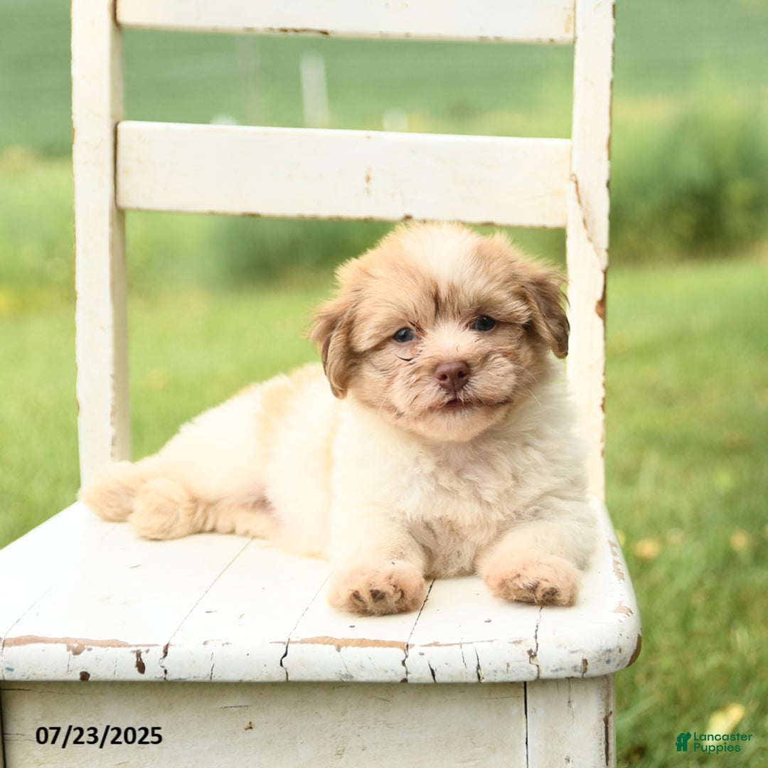 Havanese dogs for sale: Barney - Image 1