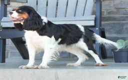 Cavalier King Charles Spaniel dogs for sale: Lance - Image 12