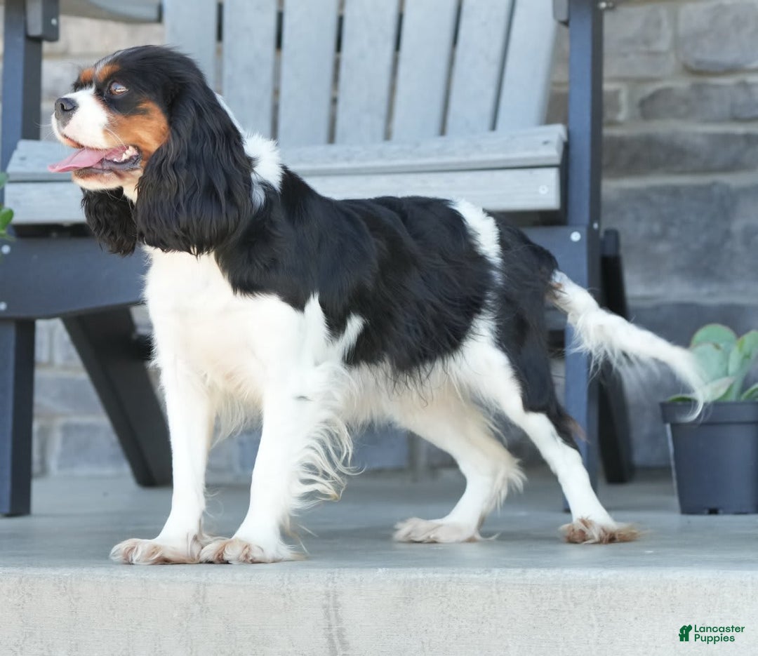 Cavalier King Charles Spaniel dogs for sale: Lance - Image 12