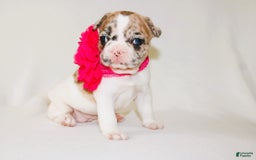 French Bulldog dogs for sale: Athena Akc - Image 28