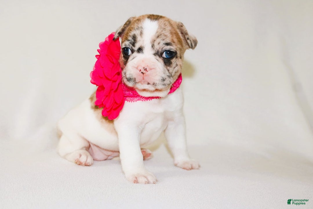 French Bulldog dogs for sale: Athena Akc - Image 28