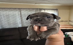 French Bulldog dogs for sale: Blue Bell - Image 1