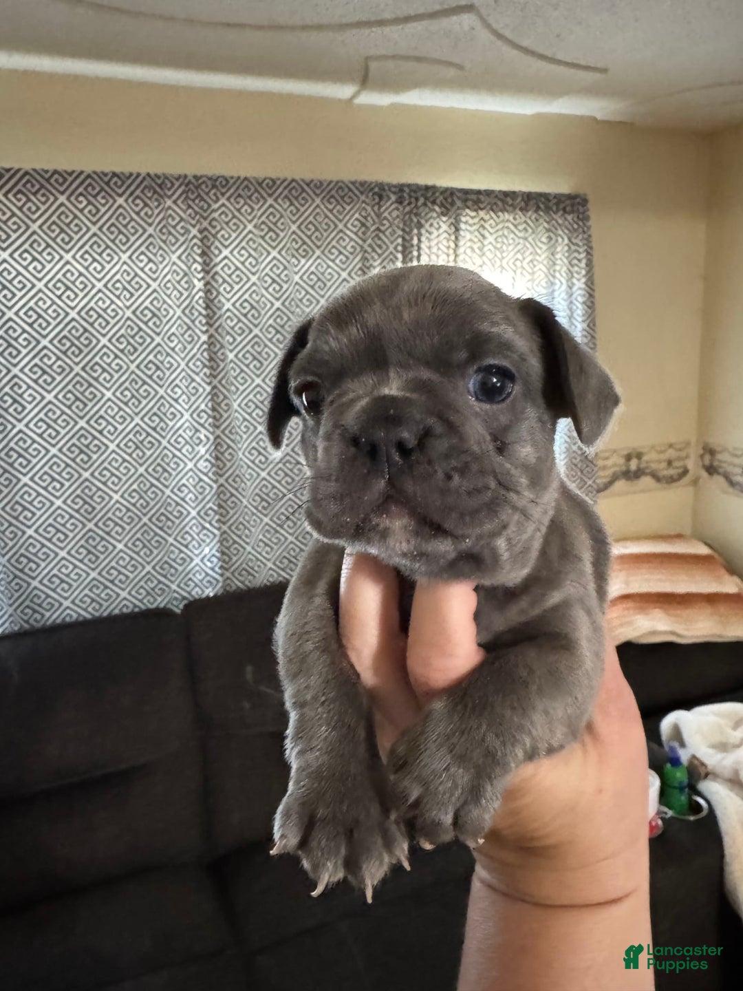 French Bulldog dogs for sale: Blue Bell - Image 1
