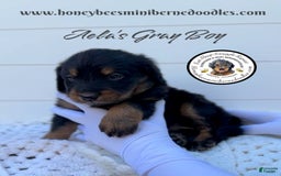 Mini Bernedoodle dogs for sale: Aelas Gray Boy - Image 15