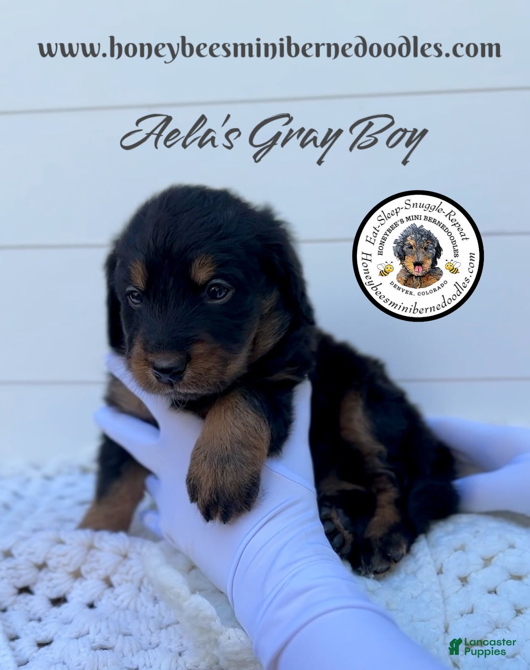 Mini Bernedoodle dogs for sale: Aelas Gray Boy - Image 15