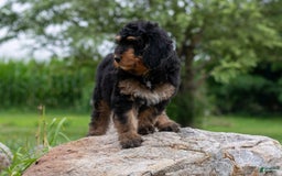 Bernedoodle dogs for sale: Paprika - Image 7