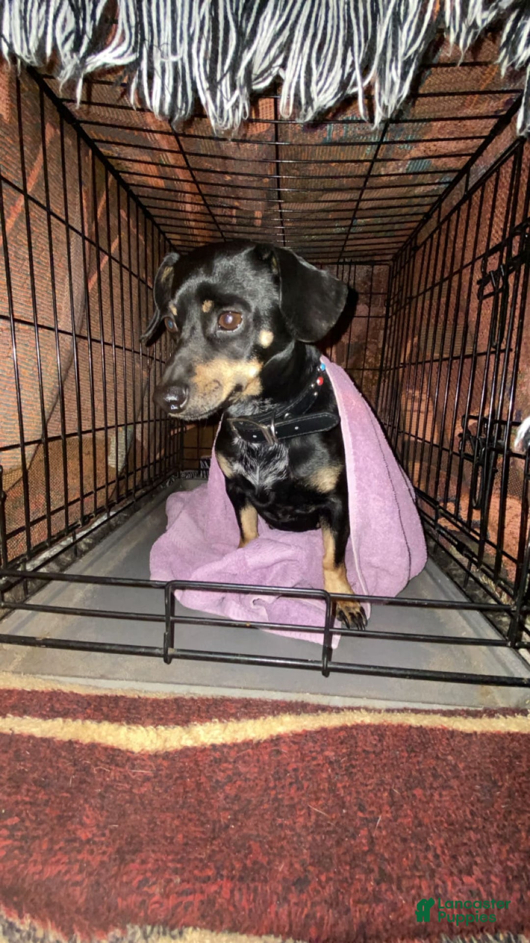 Dachshund dogs for sale: Felix - Image 3
