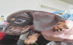 Miniature Dachshund dogs for sale: Nova - Image 4