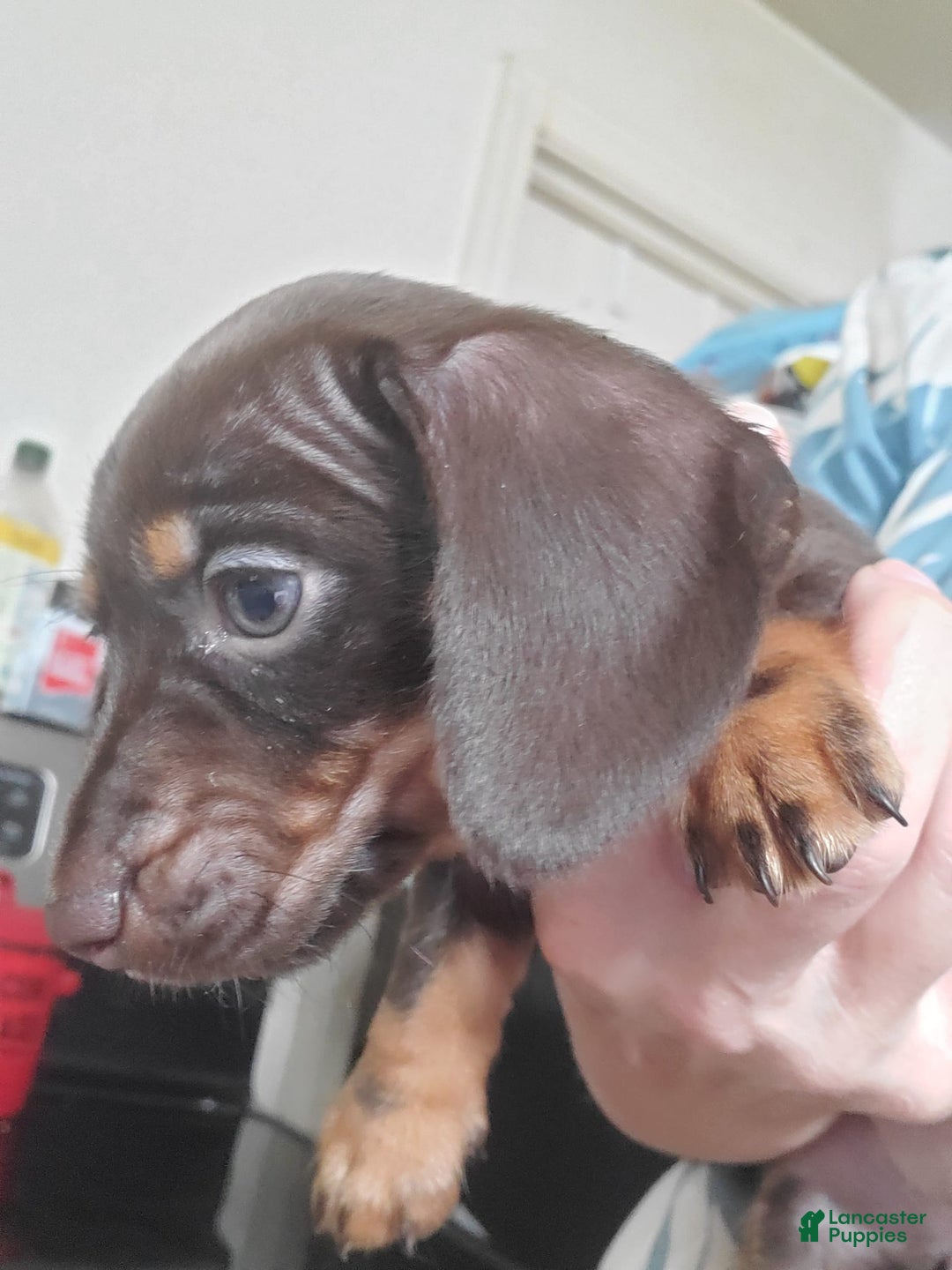 Miniature Dachshund dogs for sale: Nova - Image 4