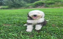 Old English Sheepdog dogs for sale: Aspen - Image 6