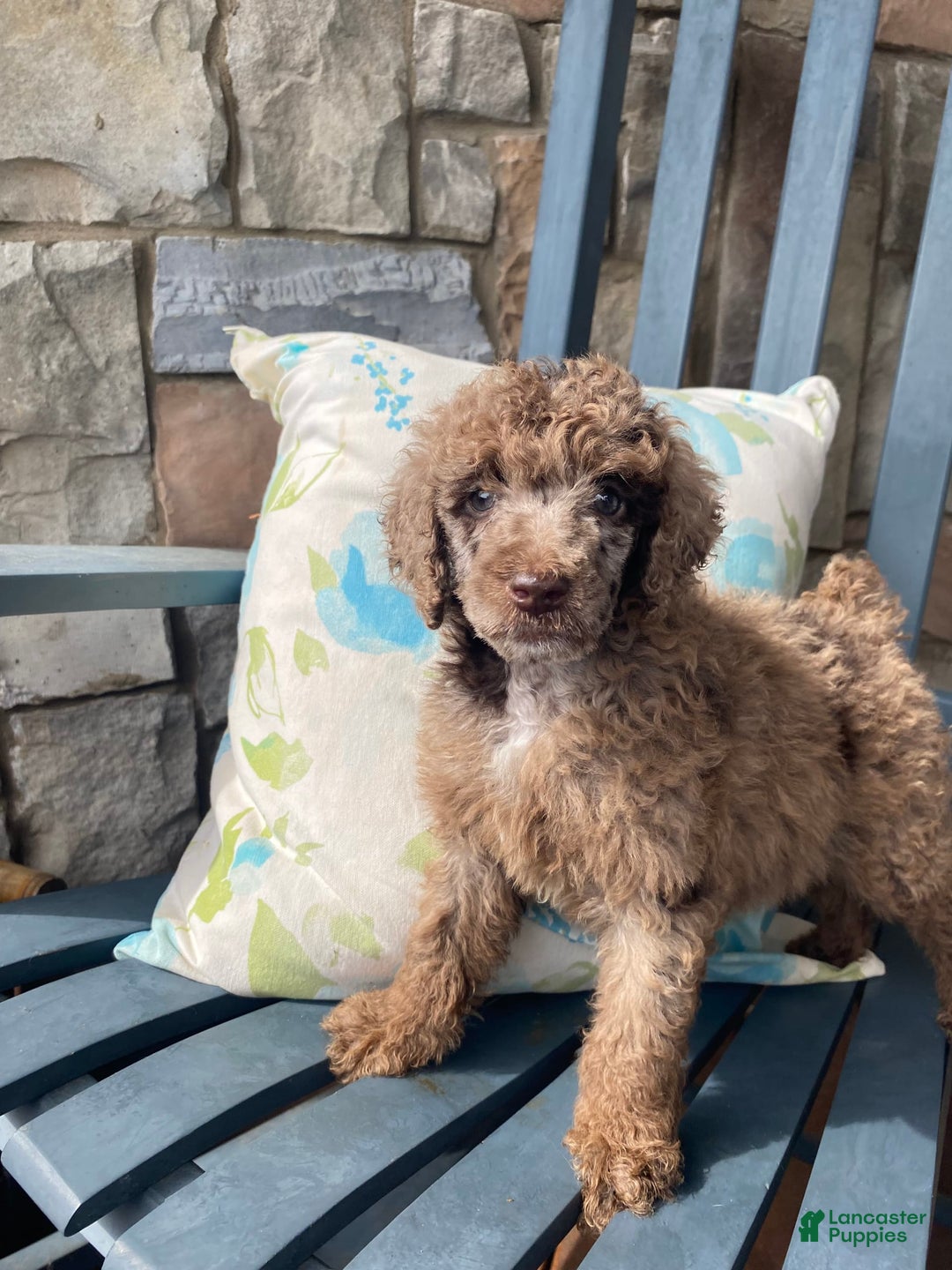 Standard Poodle dogs for sale: Ode - Image 4