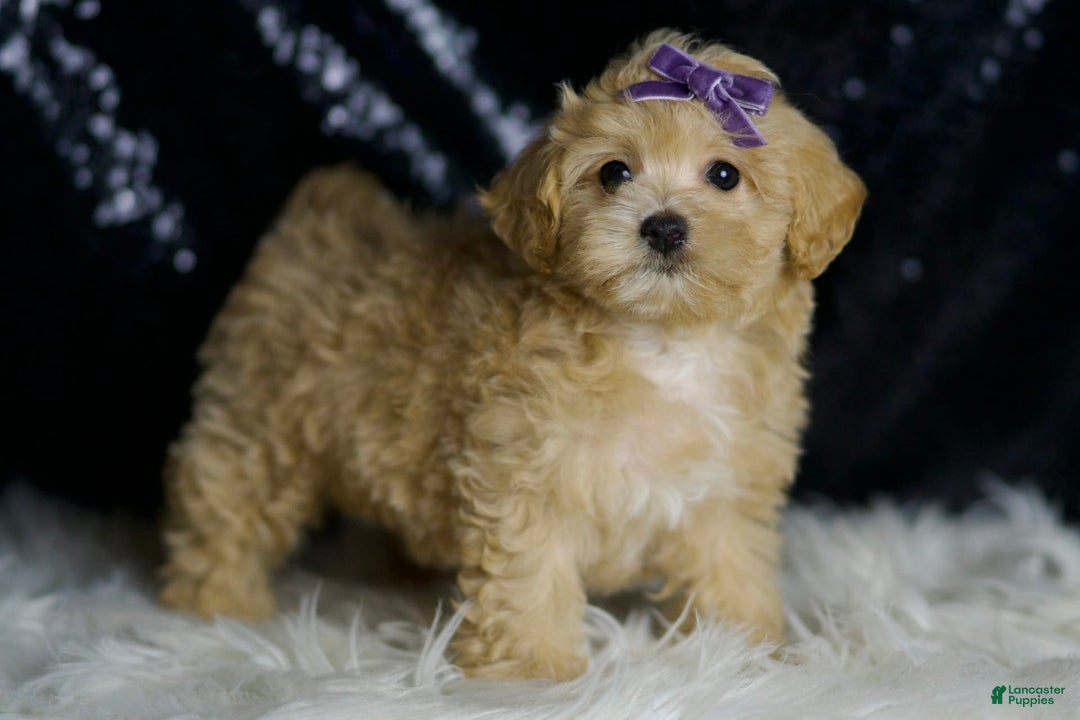 Maltipoo dogs for sale: Maltipoo 4 puppies - Image 10