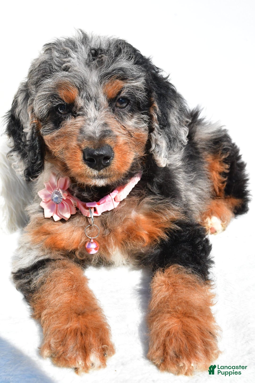 Mini Aussiedoodle dogs for sale: Elaine - Image 3
